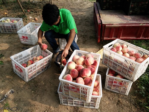 图为同学观察果实