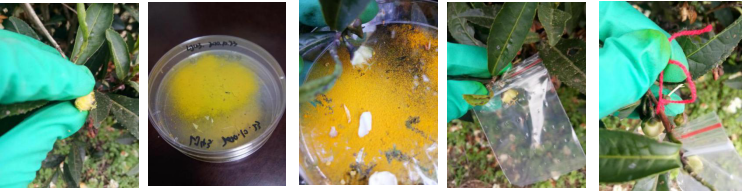 ֽ����Ϸ����