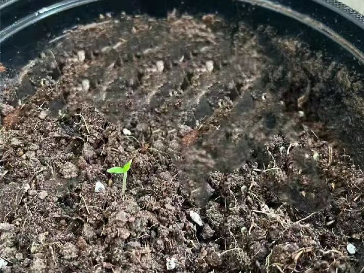 ֽ����Ϸ����