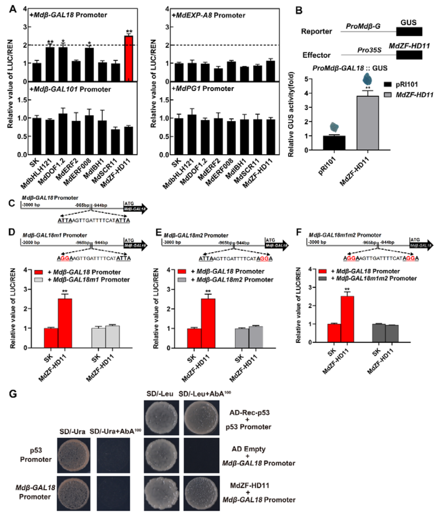 ֽ����Ϸ����