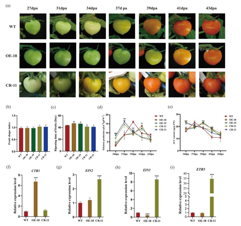 ֽ����Ϸ����