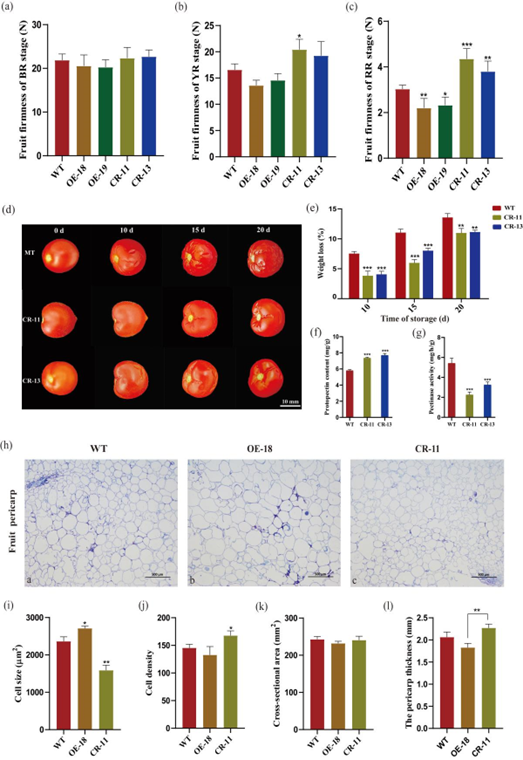 ֽ����Ϸ����