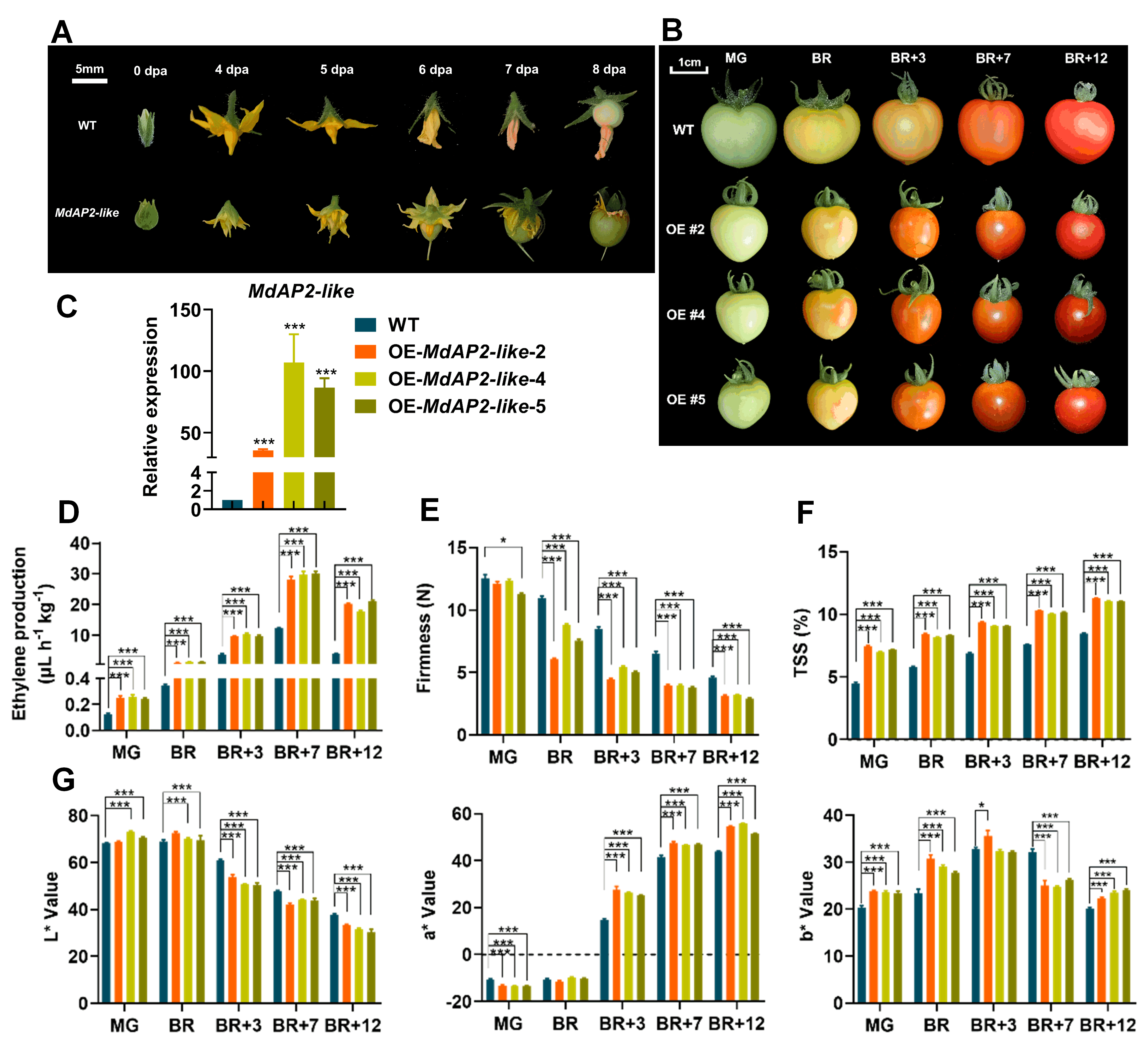 ֽ����Ϸ����