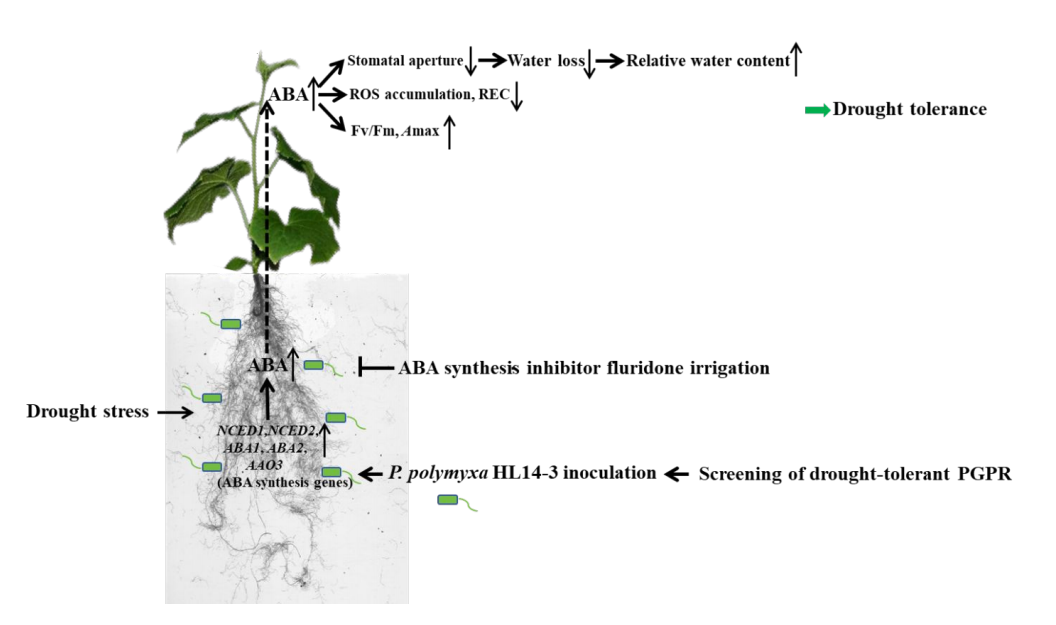 ֽ����Ϸ����