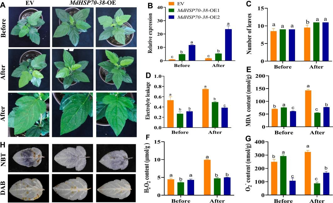 ֽ����Ϸ����