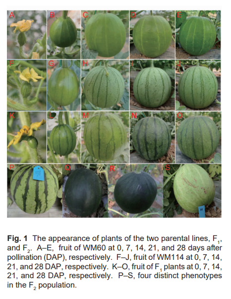 ֽ����Ϸ����