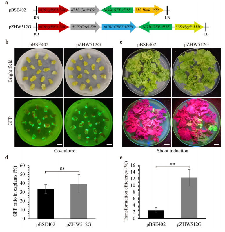 ֽ����Ϸ����