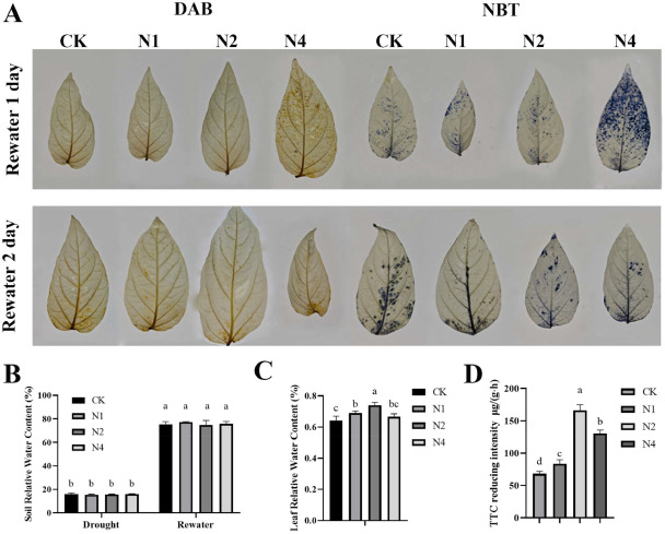 ֽ����Ϸ����