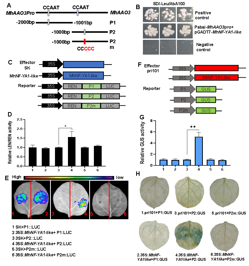 ֽ����Ϸ����