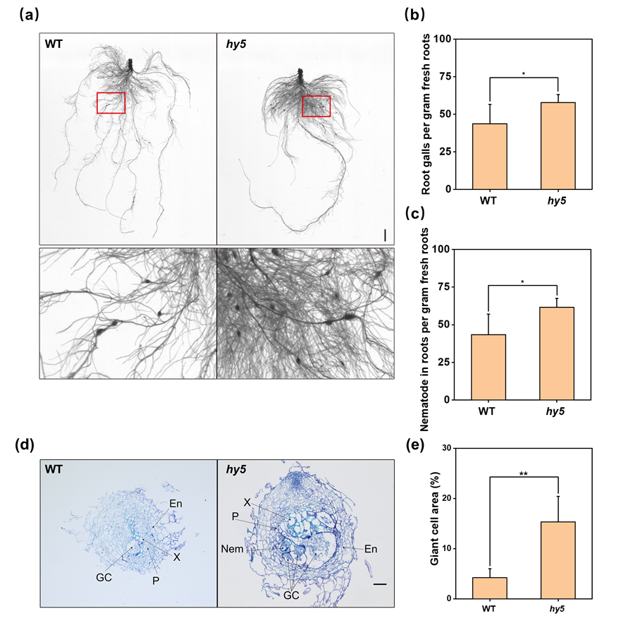 ֽ����Ϸ����