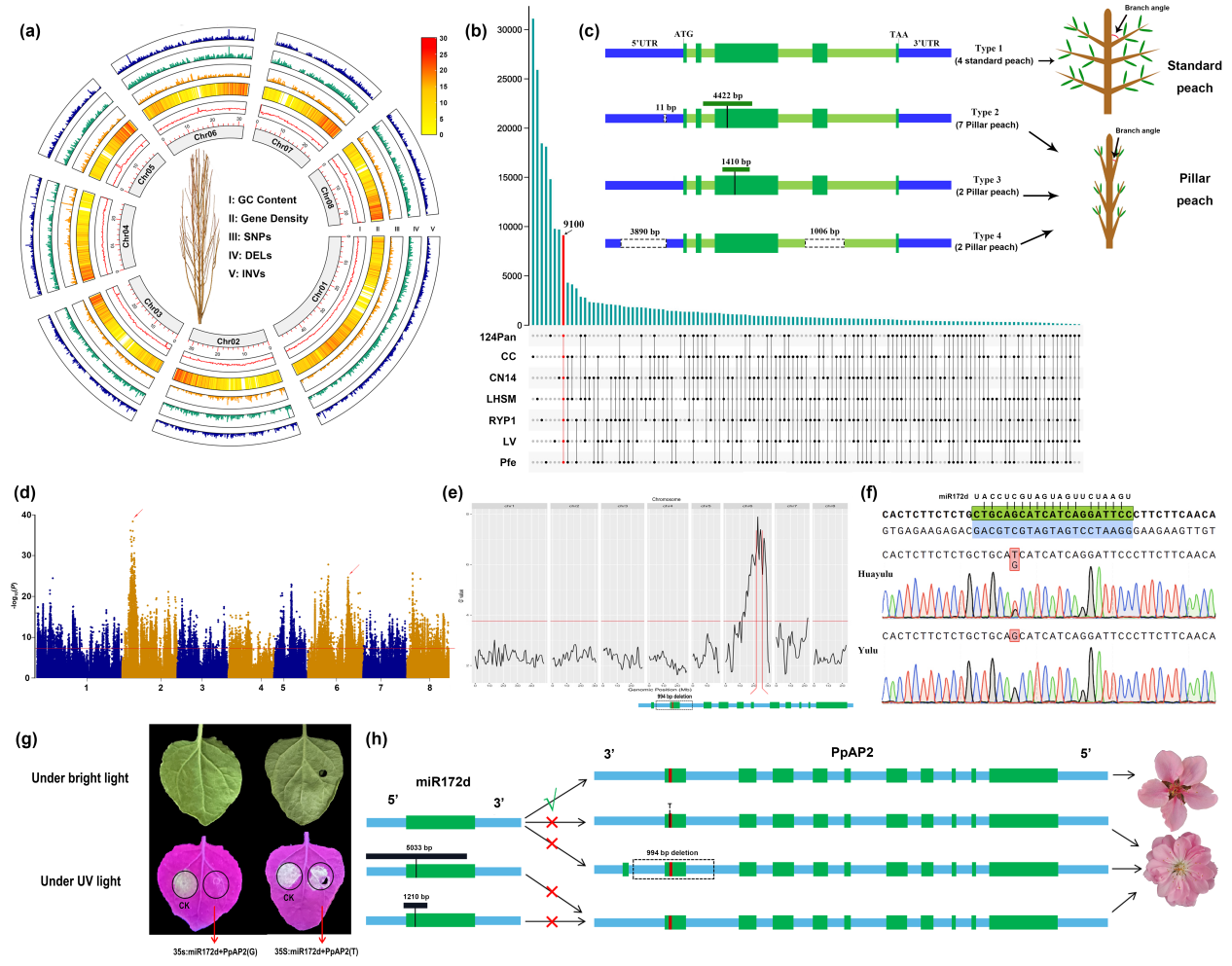 ֽ����Ϸ����