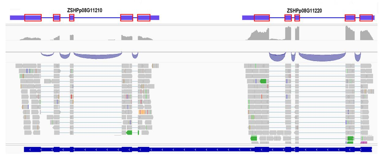 ֽ����Ϸ����