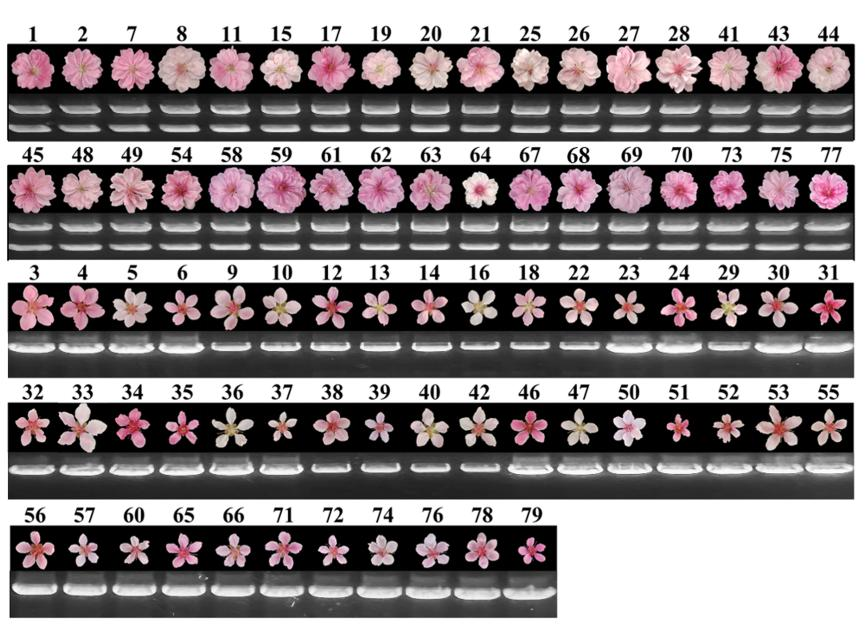 ֽ����Ϸ����