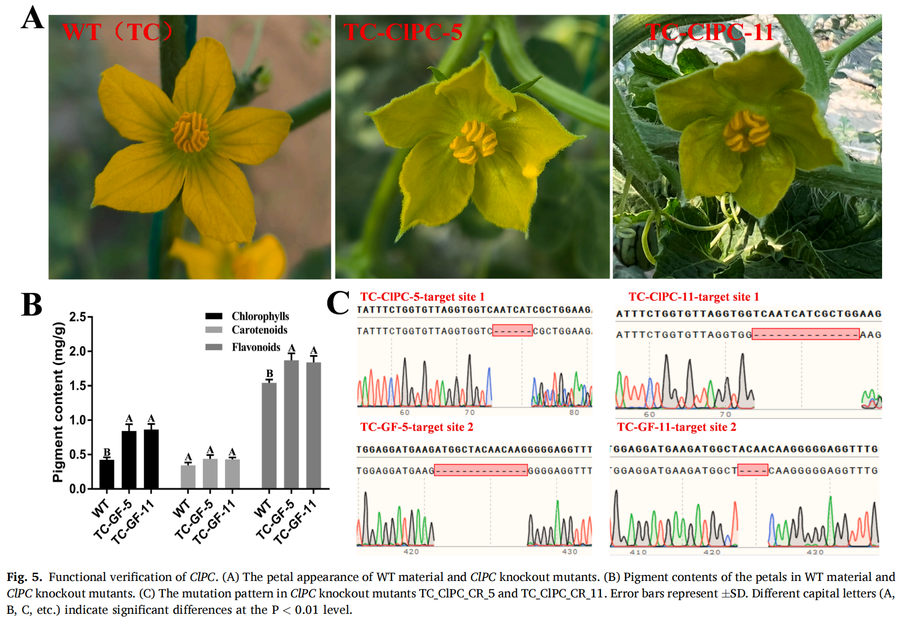 ֽ����Ϸ����