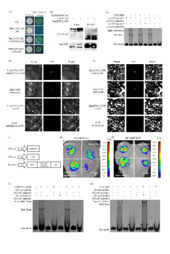 ֽ����Ϸ����