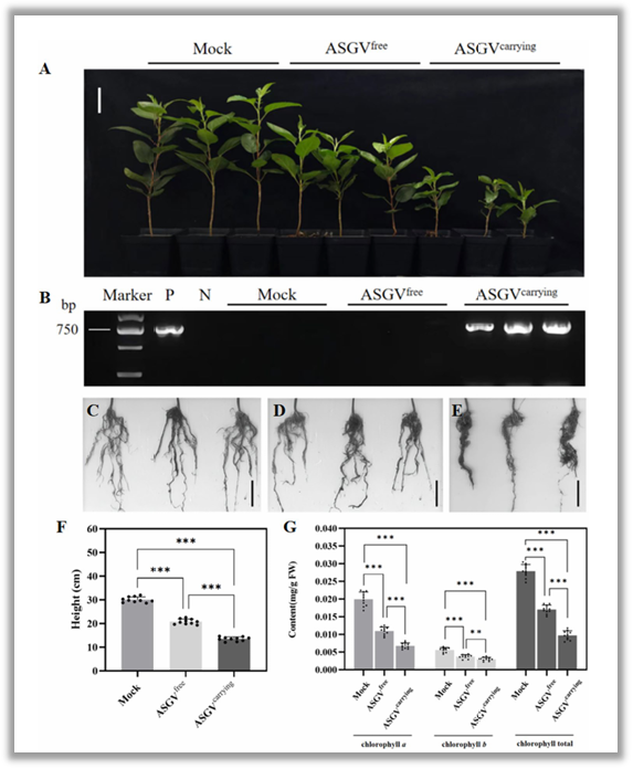 ֽ����Ϸ����