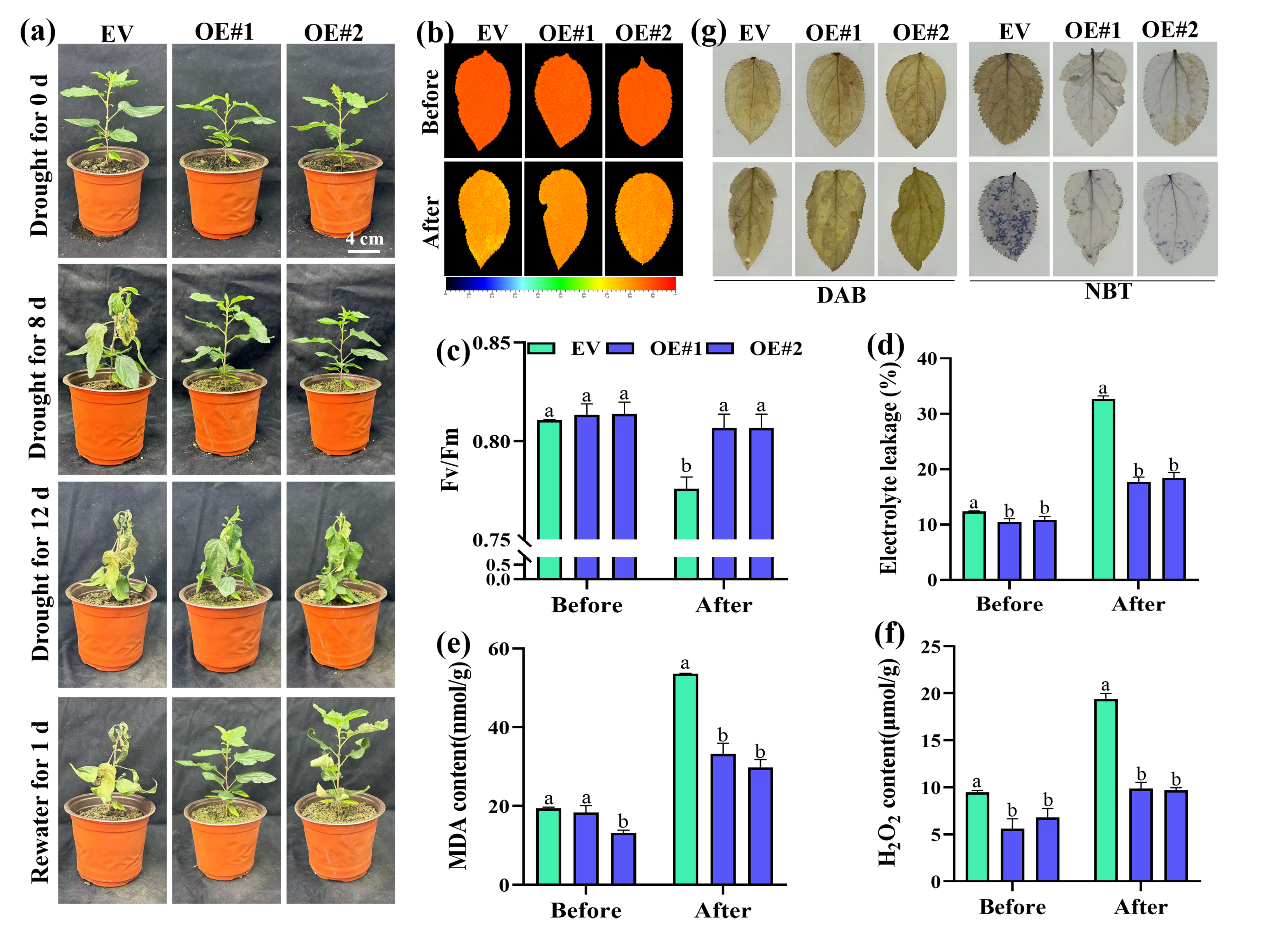 ֽ����Ϸ����