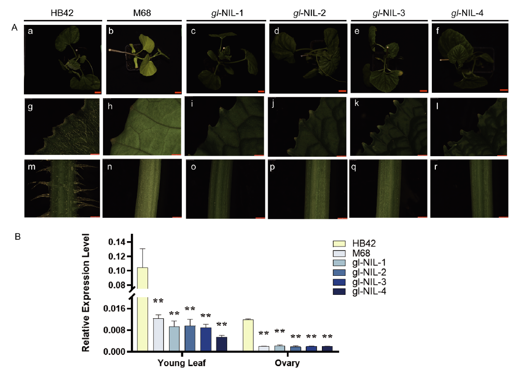 ֽ����Ϸ����